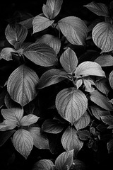 _DSC9597-1x