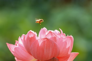 蜜蜂（蜂花恋-荷）IMG_0759