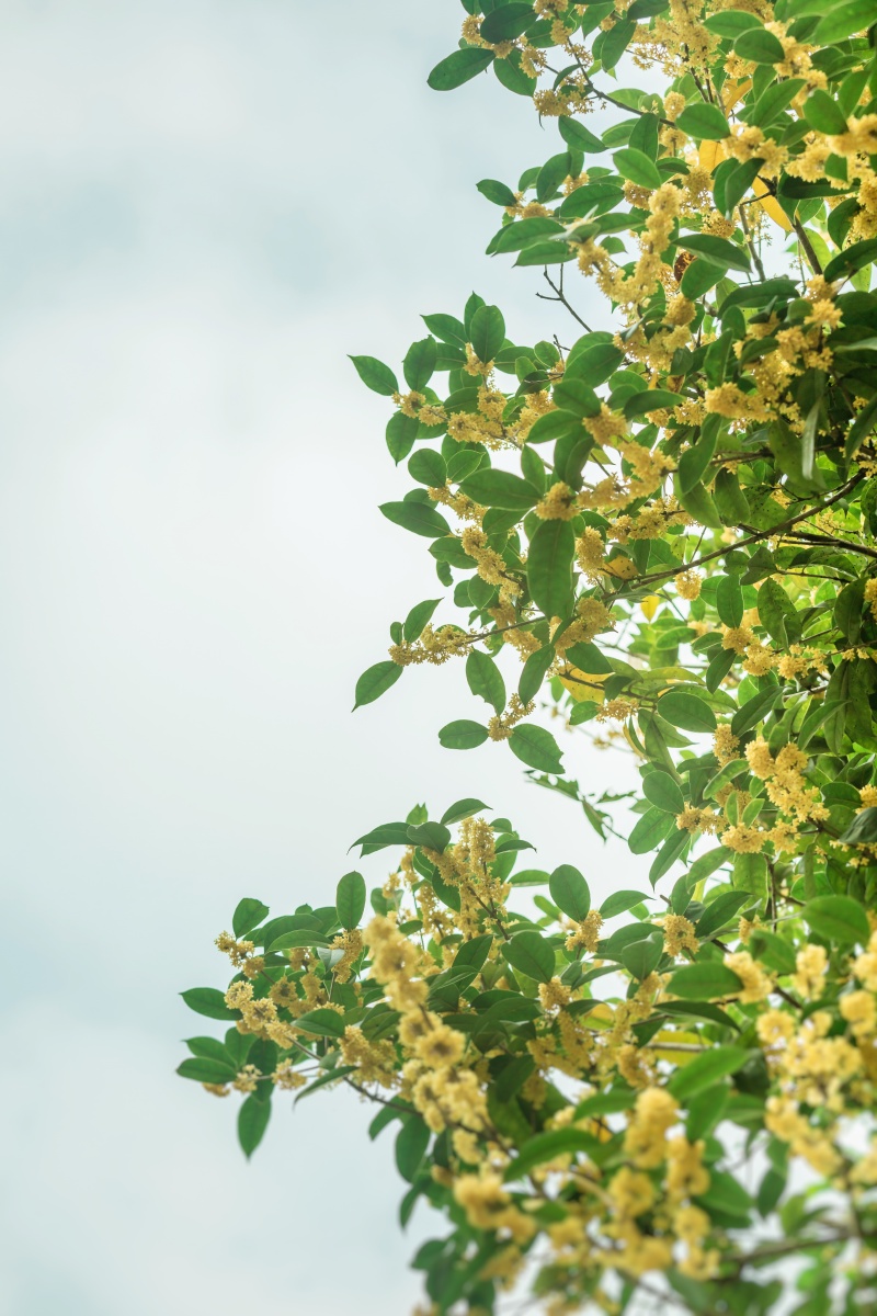 桂花背景 - photobyxhy - 图虫