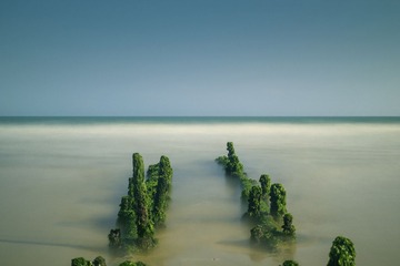 绿海菜