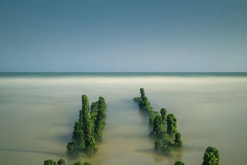 绿海菜