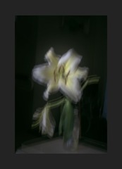 绽放