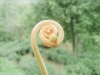 WP_000517
