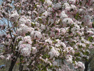 SAM_0421