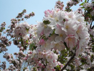 SAM_0423