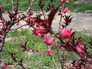 SAM_0513