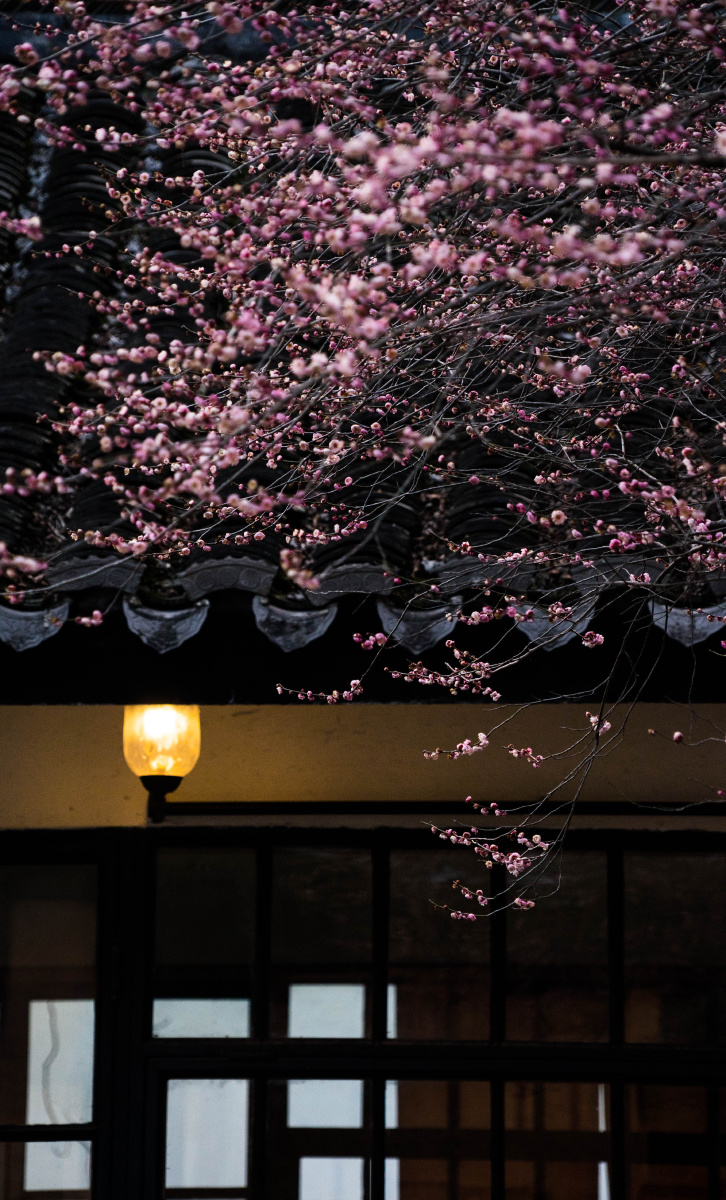 暗香浮动夜黄昏 #梅花 - 尊鲁 - 图虫