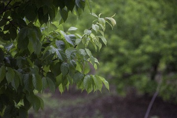 76041
