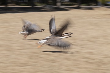 12827