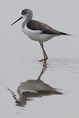 15008