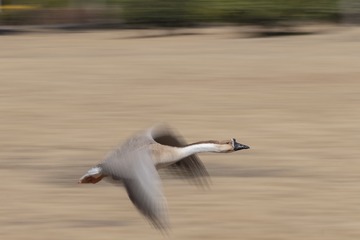 12833