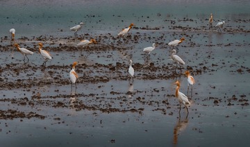 DSCF7377a