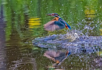IMG_6458-1