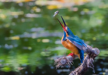 IMG_6171-1