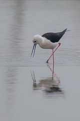 15010