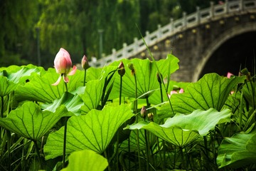 荷之韵（彩色）