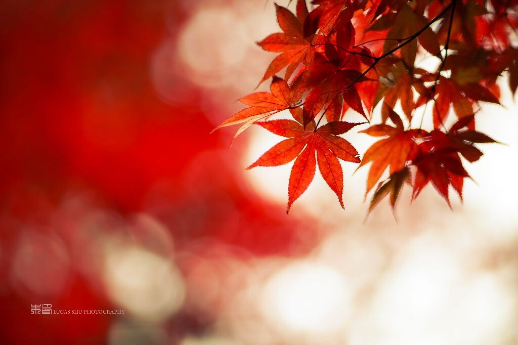 题目:秋色<br />
<br />
摄影地:日本大阪<br />
<br />
镜头:Canon 135mm f2.0<br />
<br />
照片拍摄于日本红叶最红的季节,照片没有用过photoshop修过颜色,只增加了锐度和亮度。<br />
<br />
自己的facebook主页:<a href="<a href="https://www.facebook.com/ShuinPhotography"" target="_blank" rel="nofollow">https://www.facebook.com/ShuinPhotography"</a> target="_blank" rel="nofollow"><a href="https://www.facebook.com/ShuinPhotography</a>" target="_blank" rel="nofollow">https://www.facebook.com/ShuinPhotography</a></a><br />
Flickr主页:<a href="<a href="http://www.flickr.com/photos/lucas_shu/"" target="_blank" rel="nofollow">http://www.flickr.com/photos/lucas_shu/"</a> target="_blank" rel="nofollow"><a href="http://www.flickr.com/photos/lucas_shu/</a>" target="_blank" rel="nofollow">http://www.flickr.com/photos/lucas_shu/</a></a><br />
LOFTER主页:<a href="<a href="http://lucasshu.lofter.com/"" target="_blank" rel="nofollow">http://lucasshu.lofter.com/"</a> target="_blank" rel="nofollow"><a href="http://lucasshu.lofter.com/</a>" target="_blank" rel="nofollow">http://lucasshu.lofter.com/</a></a>
