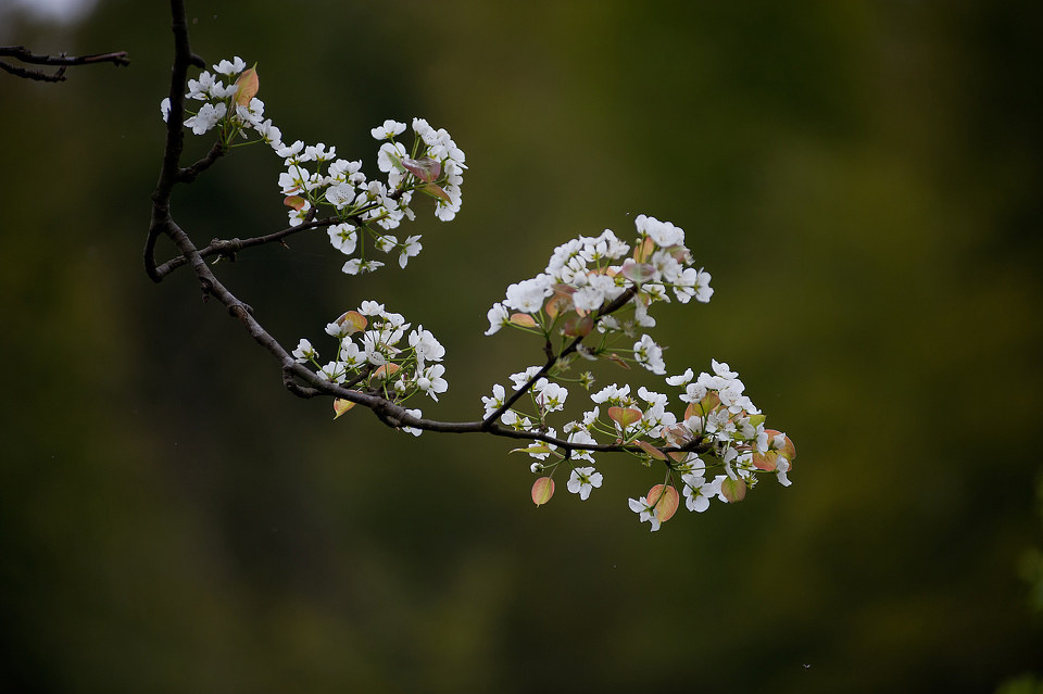 野梨花@从化溪头 br />