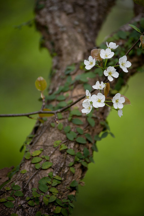 野梨花@从化溪头 br />