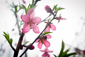 20120303-_DSC8788-1600.jpg
