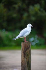 20120420-_DSC9628-1600.jpg