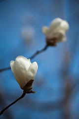 20110206-DSC_4006-900