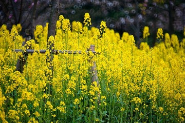 20110326-DSC_4815-900