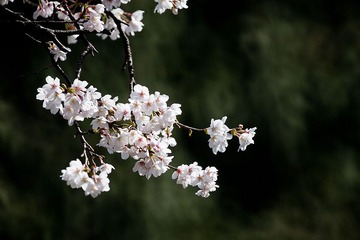 20110326-DSC_4604-900