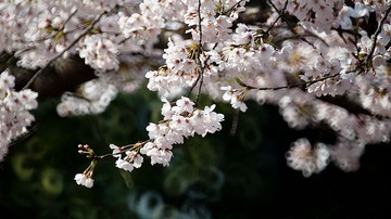 20110326-DSC_4633-900