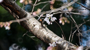 20110326-DSC_4596-900