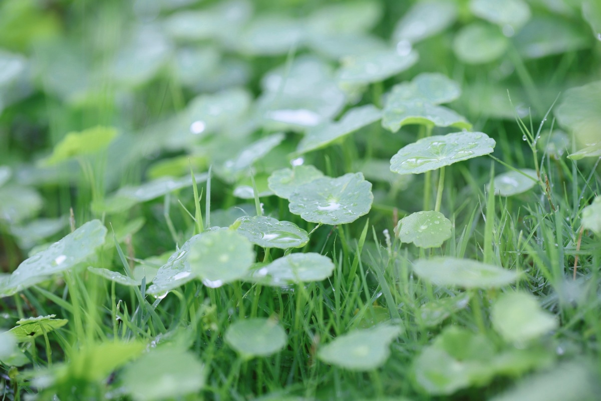 雨后的铜钱草