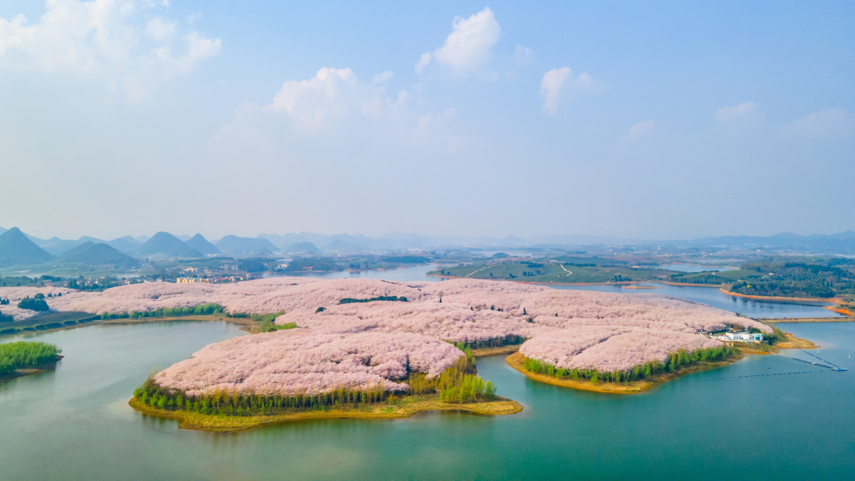 贵州平坝樱花园花海美得很震撼穿梭在樱花林间无比浪漫摄于三月第一次