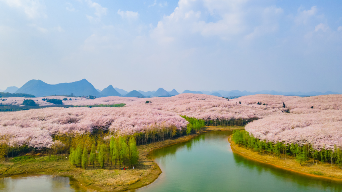 贵州平坝樱花园花海美得很震撼穿梭在樱花林间无比浪漫摄于三月第一次