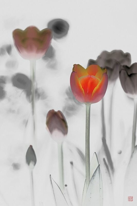 墨上花开