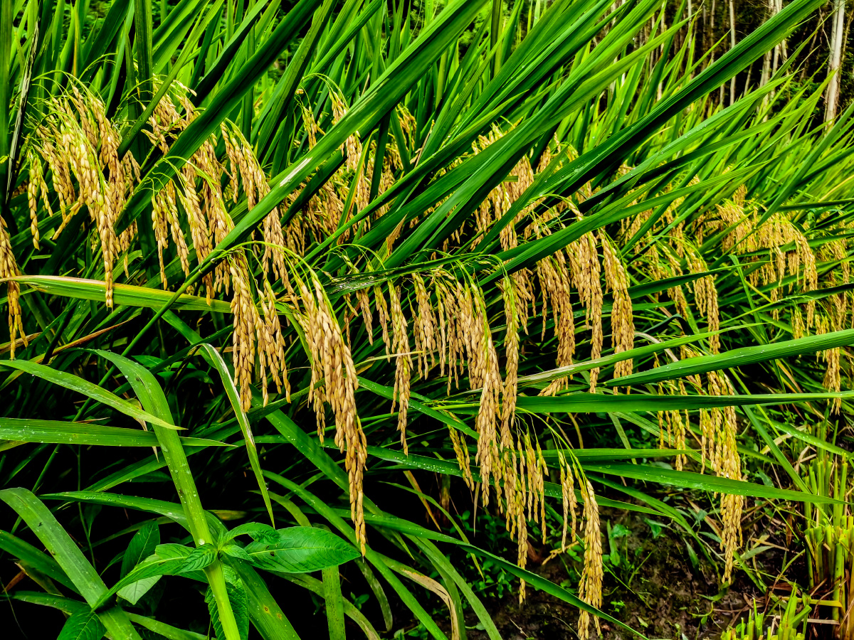 稻田里金黄金黄的水稻垂下它的腰像要亲吻大地稻穗儿粒粒饱满风一吹