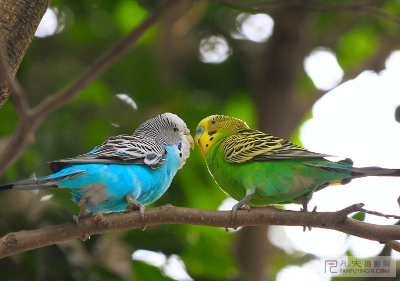 虎皮鹦鹉 br /> 这一对,磨叽了半天,终于肯啄上一口,害哥拿着机器的手