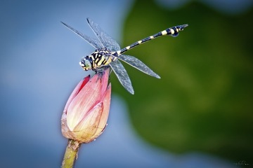 663_CDLPhoto_20100711_00001-36-207-ps_1656x1103