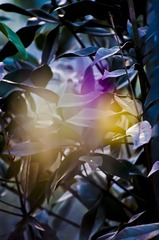 花非花 烟