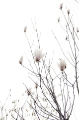 花落无痕