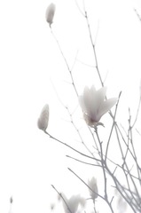 婉约