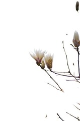 挑逗