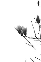 花墨