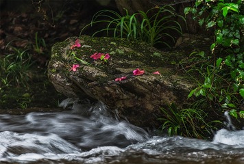 天柱山小溪流