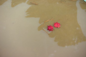 秋天的泥水沟_08_1_调整大小