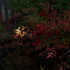 古堰秋色--树林摄影_调整大小