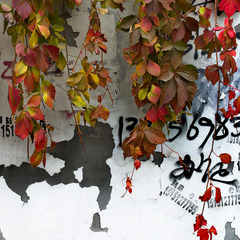 L1001370 hb11 hb11