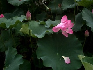 IMG_20140710_093019