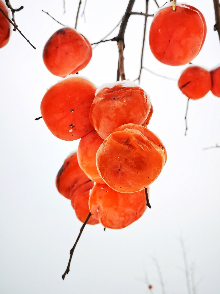 柿柿如意 - 剑吻芳心 - 图虫