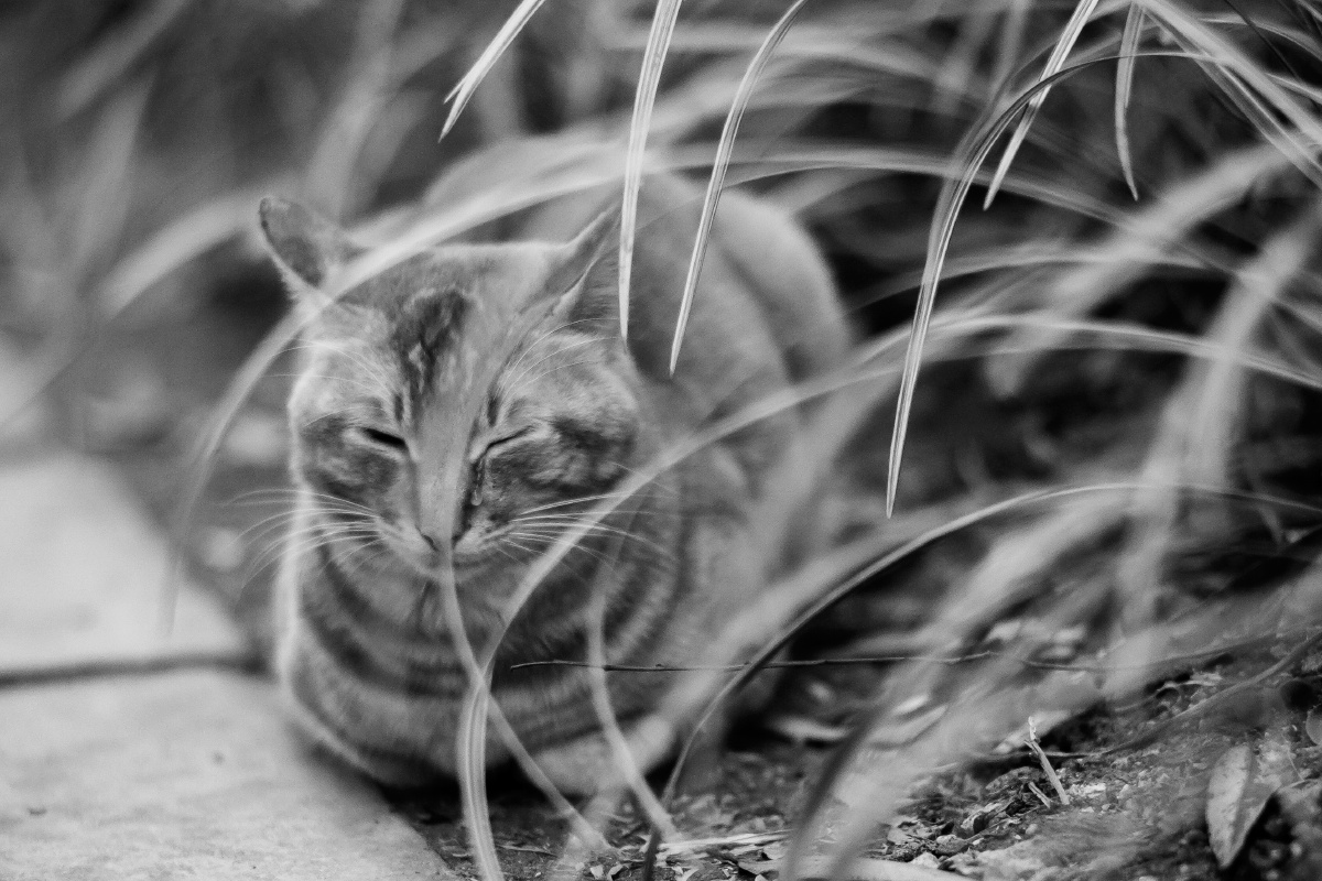 莲花山公园内,一只猫蜷卧在路边,眼中流着泪,仿佛在等待什么.