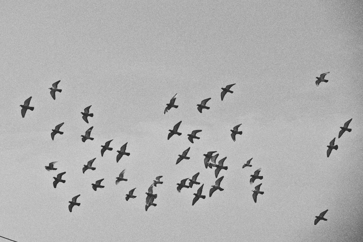 鸽子黑白组拍摄于老家屋顶